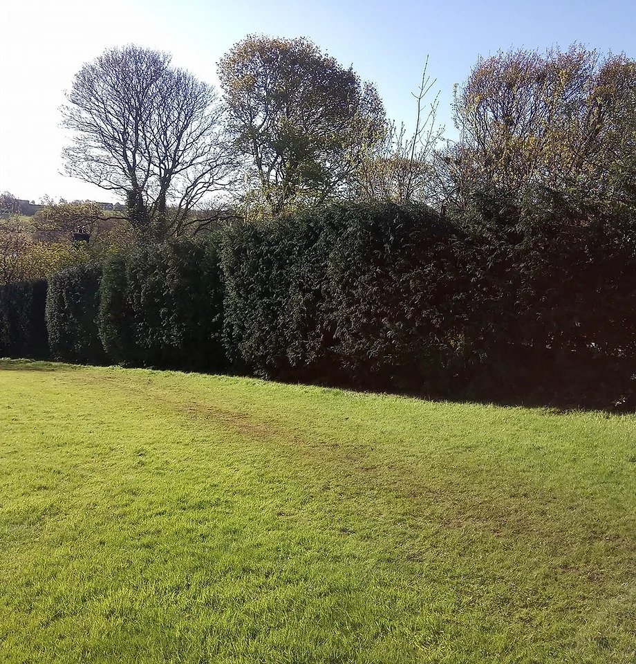 Hedge Trimming & Reduction