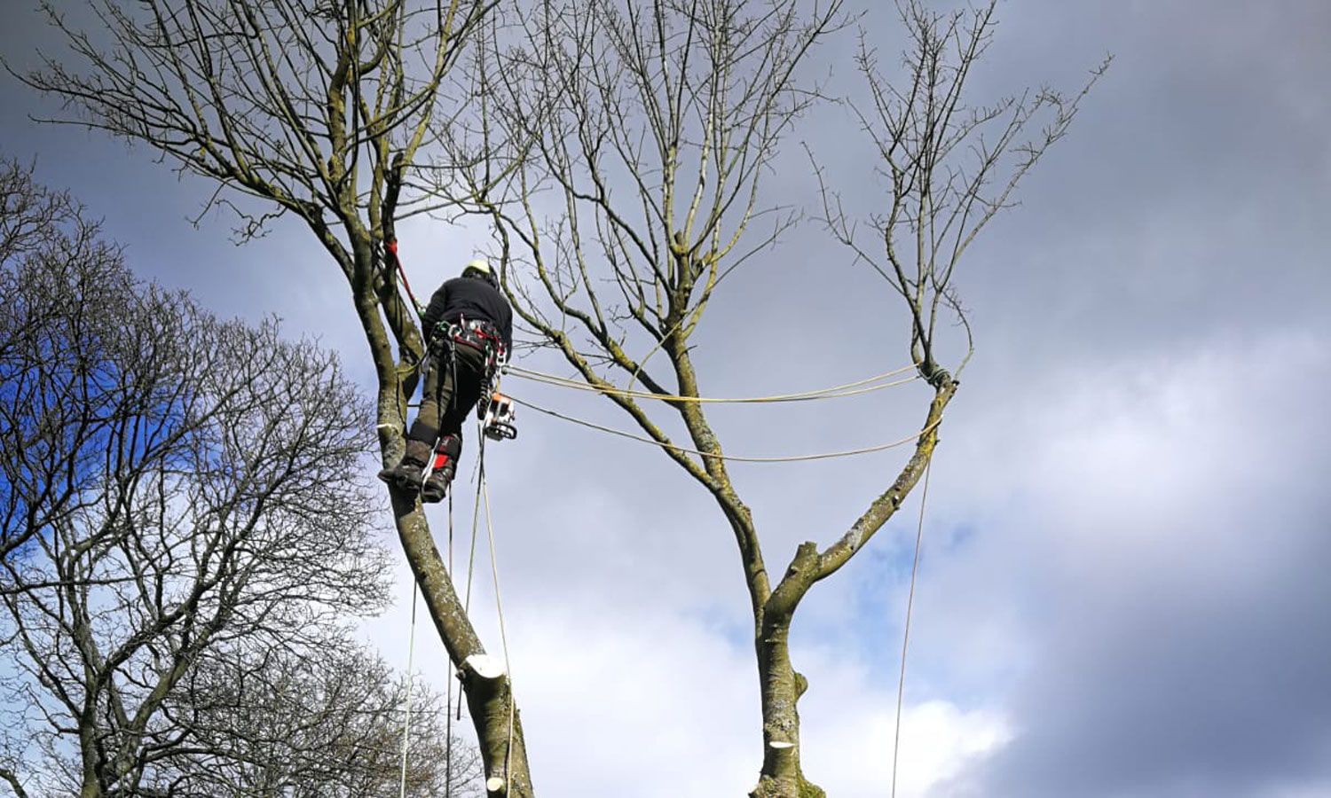 About Ridgwick Tree Services